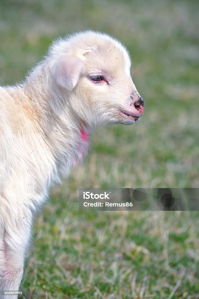 young lamb on green meadow Affectionate Stock Photo