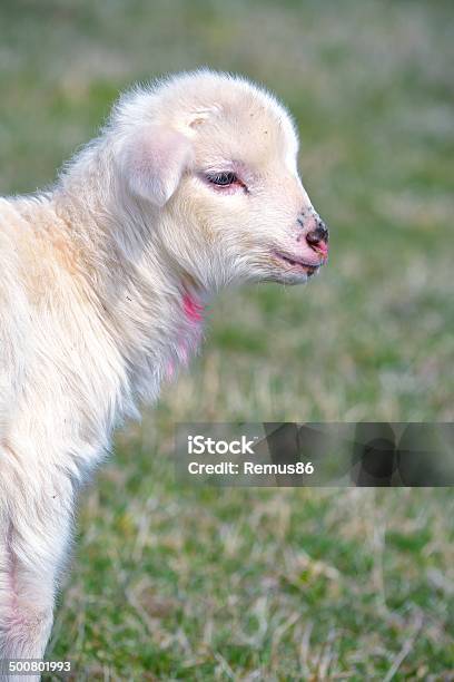 Young Lamb On Green Meadow Stock Photo - Download Image Now - Affectionate, Agricultural Field, Agriculture