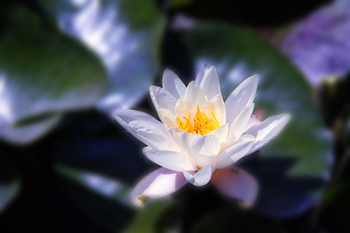 White  Lotus on the River in moonlight