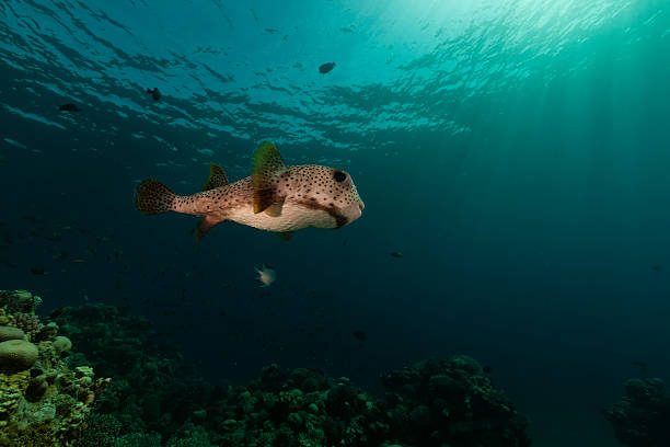 porcupinefish no mar vermelho. - porcupinefish imagens e fotografias de stock