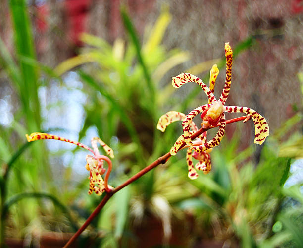 bündel von orange gepunktet mokoia orchid (tigerschwanz) - royal botanical garden stock-fotos und bilder