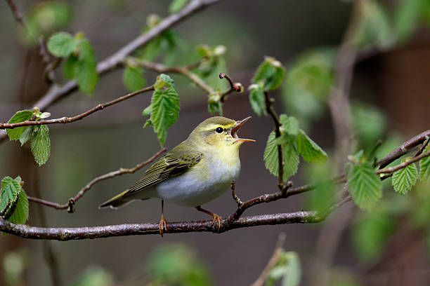 Wood warbler, Phylloscopus sibilatrix, Wood warbler, Phylloscopus sibilatrix, single bird on branch, Warwickshire, May 2014 wood warbler phylloscopus sibilatrix stock pictures, royalty-free photos & images