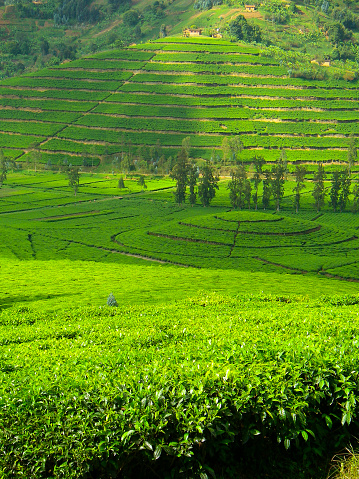 Closeup of Commercial Tea Plantation in Northwest Rwanda