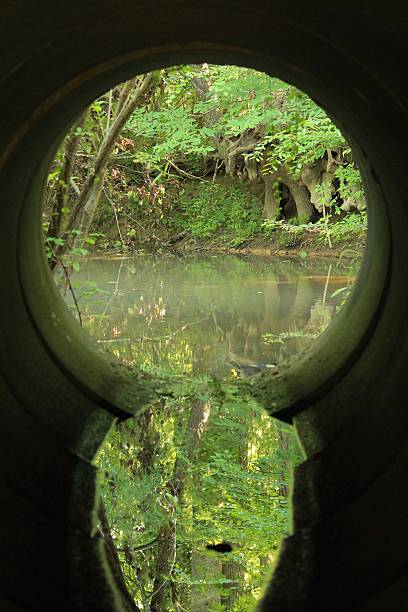 istock Forest at the End of the Tunnel 500802617