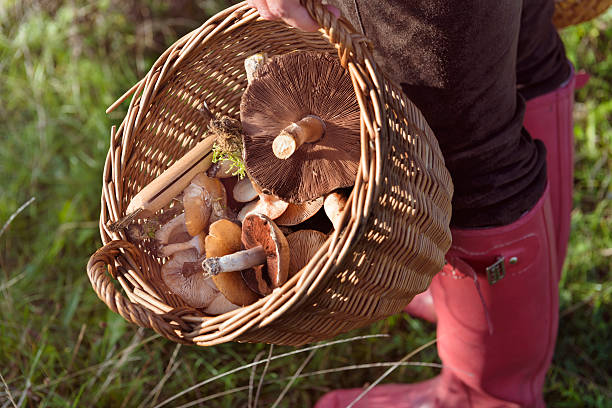 Worker Forager 220+ Forage Testing Stock Photos, Pictures & Royalty-Free Images - iStock
