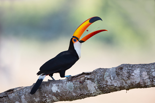A Toco Toucan  (Ramphastos toco) perched on a branch tossing food into it's mouth, against a blurred natural background, Pantanal, Brazil