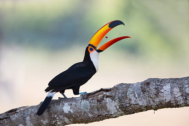 Toco Toucan tossing a berry stock photo