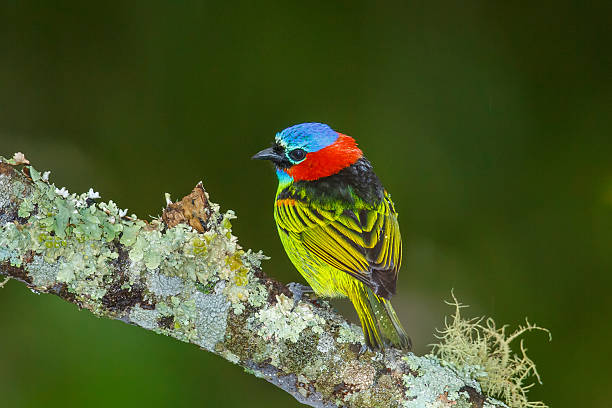 Red necked Tanager perched on lichen covered branch stock photo