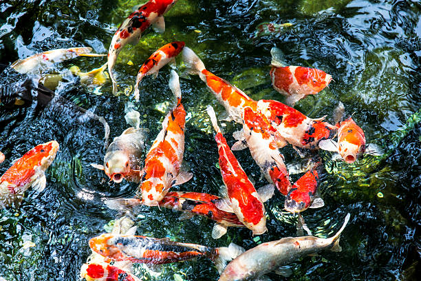 istock Colorful carp fish in the pool 500803178