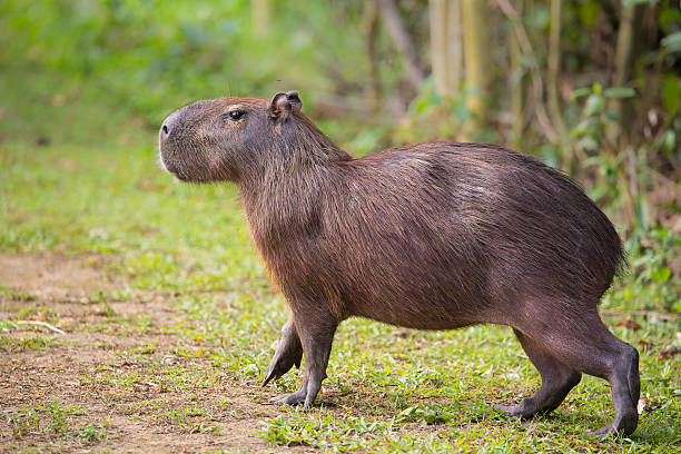 Capybara walking on land A Capybara (hydrochoerus hydrochaeris) walking on bare ground against a blurred natural background, Pantanal, Brazil mato grosso state photos stock pictures, royalty-free photos & images