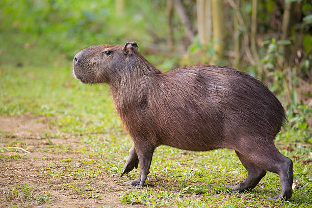 Capybara walking on land A Capybara (hydrochoerus hydrochaeris) walking on bare ground against a blurred natural background, Pantanal, Brazil capybara stock pictures, royalty-free photos & images