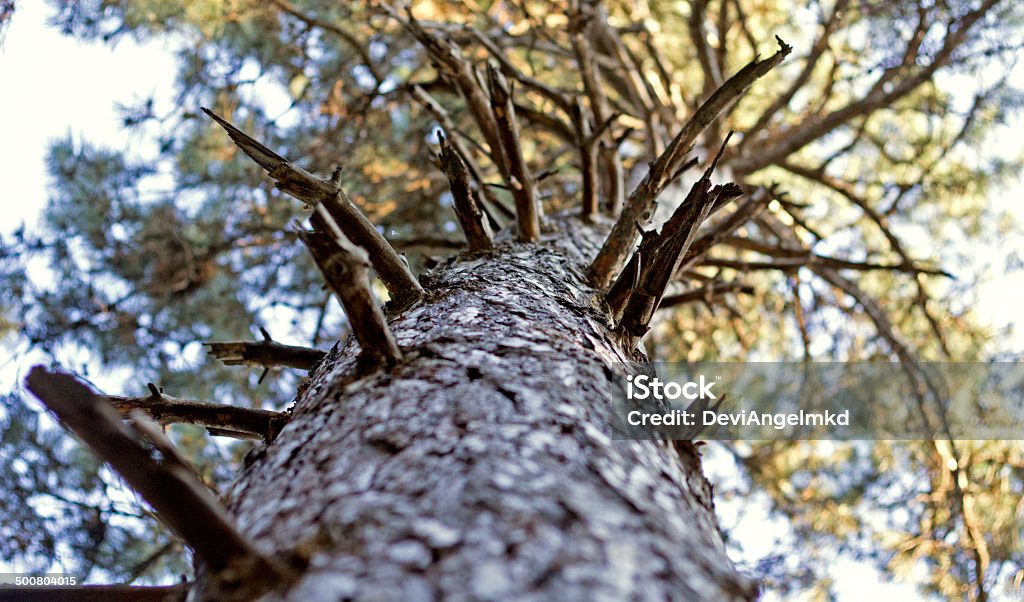 Tree Stable Stock Photo - Download Image Now - Aging Process, Beech ...