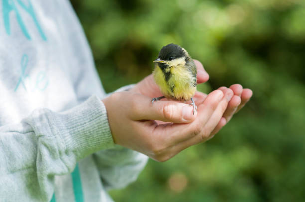 istock Little great tit (Parus major) in child's hands 500804099