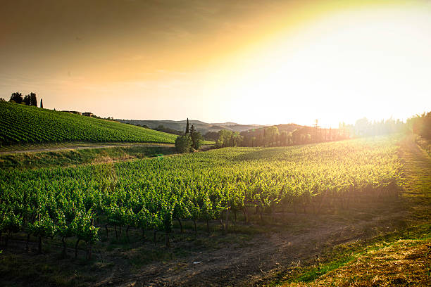 istock Vineyards in Tuscany 500804109