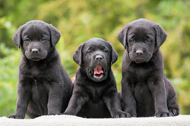 istock Funny dog puppies 500804317