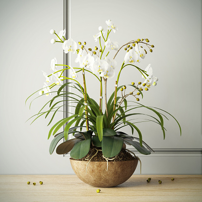 Orchids are easily distinguished from other plants, as they share some very evident shared derived characteristics, or \