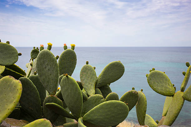 Flowers and fruits of Prickly Pear Cactus and sea Flowers and fruits of Prickly Pear Cactus on the southern coast of Italy. The green blades of the prickly pear show the inflorescences of the fruits. In the background there is the Mediterranean sea, the blue sky and the cliff: we are in Salento, Lecce, Italia. fico d'india stock pictures, royalty-free photos & images