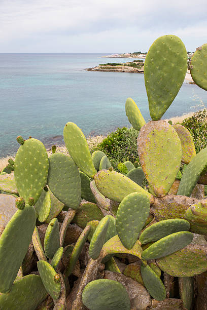 Opuntia ficus indica on the Salento's coast Flowers and fruits of Prickly Pear Cactus on the southern coast of Italy. The green blades of the prickly pear show the inflorescences of the fruits. In the background there is the Mediterranean sea, the blue sky and the cliff: we are in Salento, Lecce, Italia. The scientific name of this tree, or cactus, is Opuntia ficus indica. fico d'india stock pictures, royalty-free photos & images