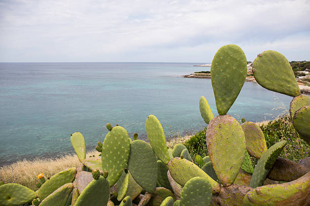 Mediterranean landscape: Prickly Pear Cactus, sea and coast Flowers and fruits of Prickly Pear Cactus on the southern coast of Italy. The green blades of the prickly pear show the inflorescences of the fruits. In the background there is the Mediterranean sea, the blue sky and the cliff: we are in Salento, Lecce, Italia. The scientific name of this tree, or cactus, is Opuntia ficus indica. fico d'india stock pictures, royalty-free photos & images