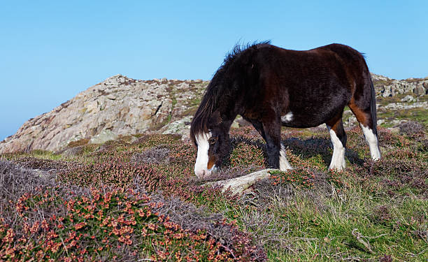 istock Wild mountain horse 500805060
