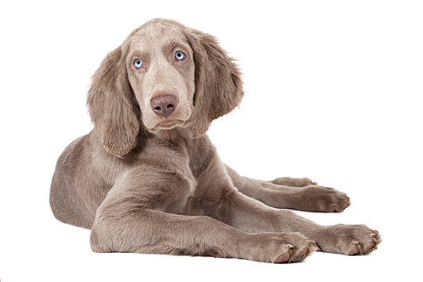 istock Weimaraner puppy, three months old, isolated on white 500805311