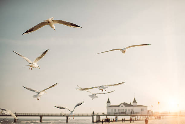 Flying Seagulls A flock of seagulls with a pier at the baltic sea mecklenburg vorpommern photos stock pictures, royalty-free photos & images
