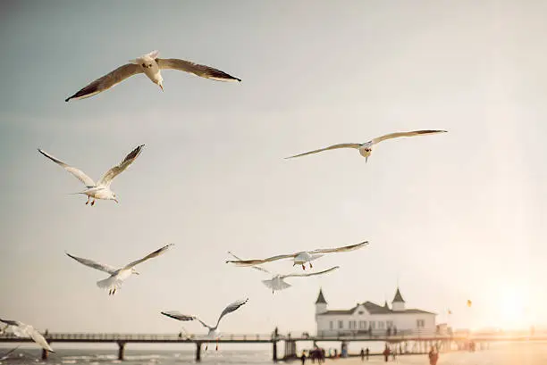 Photo of Flying Seagulls