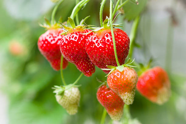 strawberry meerdere aardbeien rood stock pictures, royalty-free photos & images