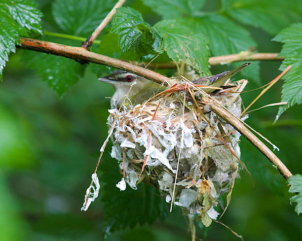 Red-eyed Vireo on Nest