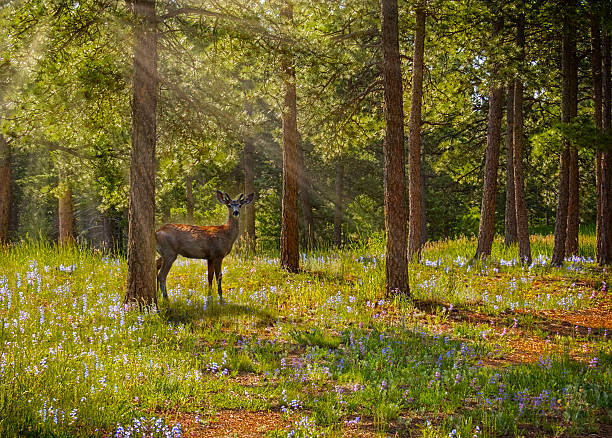 Mule Deer in Spring Woodland stock photo