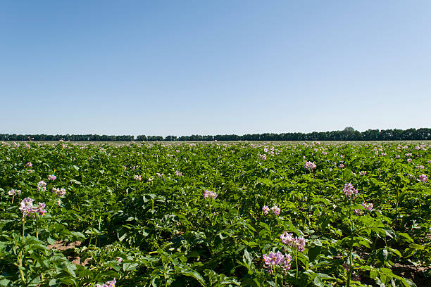 istock Potato with purple flowers field 500807859