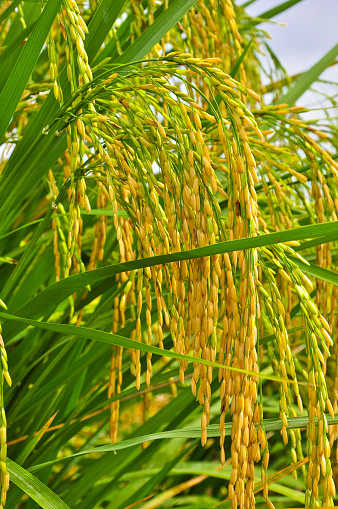 Close up to rice seeds in ear of paddy. Beautiful rice field and ear of rice. Dew drops on rice fields. Agricultural production background. In Cao Bang province, Vietnam, Asia. Selective focus.