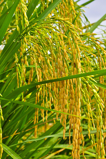 The ripe rice in the field is golden