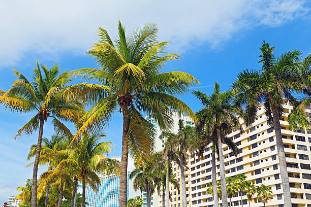 istock Palms and modern buildings of Miami Beach. 500808037