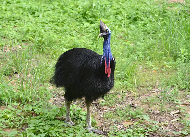 Photo of cassowary bird