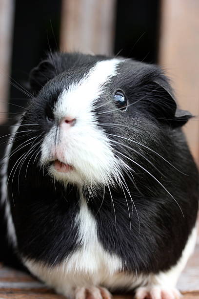 istock Black and White Guineapig 500808665