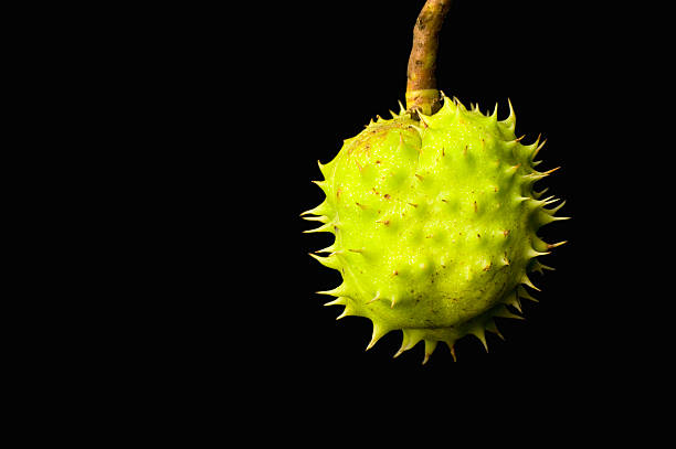 Photo of Ripe English Horse Chestnut stock photo