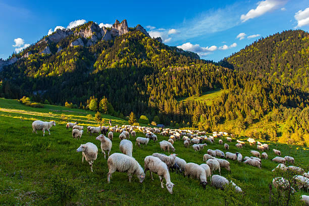 istock Sheep herd in Pieniny region 500809226