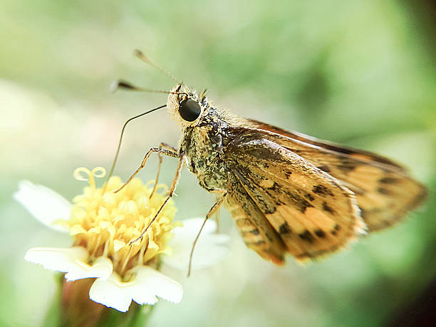 istock yellow butterfly on flower 500809886