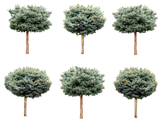 Isolated trees, blue spruce. stock photo