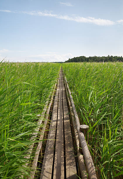 istock Wooden path in countryside. 500811494