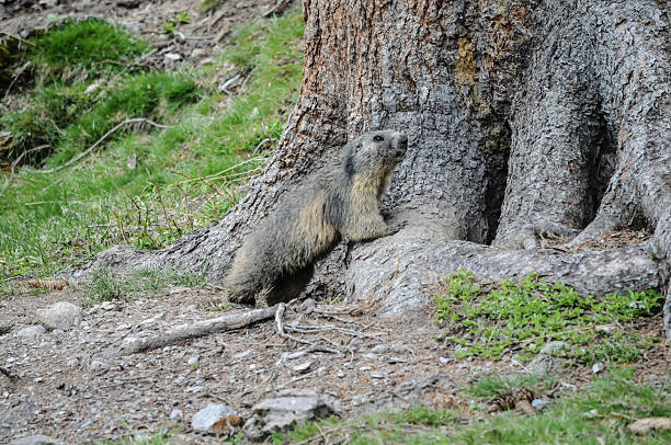 istock Wild living Marmot 500828053