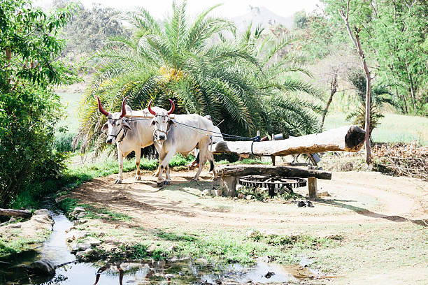 108 Ox Mill Stock Photos, Pictures & Royalty-Free Images - iStock 108 Ox Mill Stock Photos, Pictures & Royalty-Free Images - iStock
