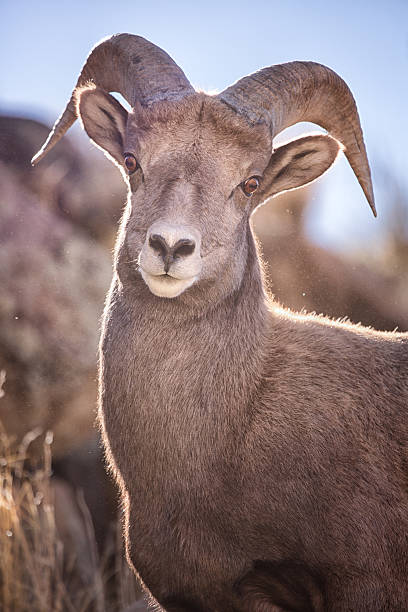 jeune mouflon des rocheuses - bighorn sheep sonoran desert animal sheep photos et images de collection