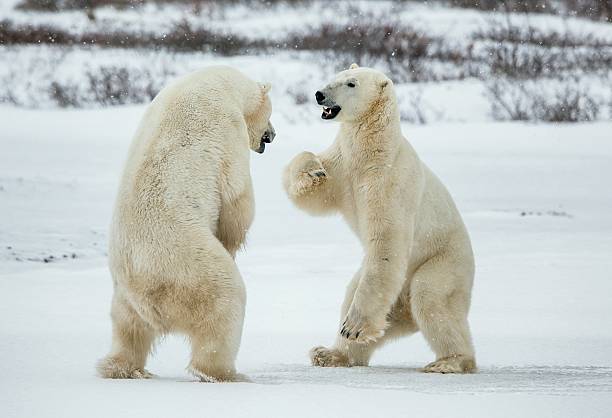 luta de ursos polares na neve. - arctic manitoba churchill manitoba canada - fotografias e filmes do acervo