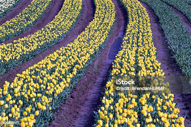 Photo libre de droit de Broad Jaune banque d'images et plus d'images libres de droit de Affaires Finance et Industrie - Affaires Finance et Industrie, Agriculture, Beauté de la nature