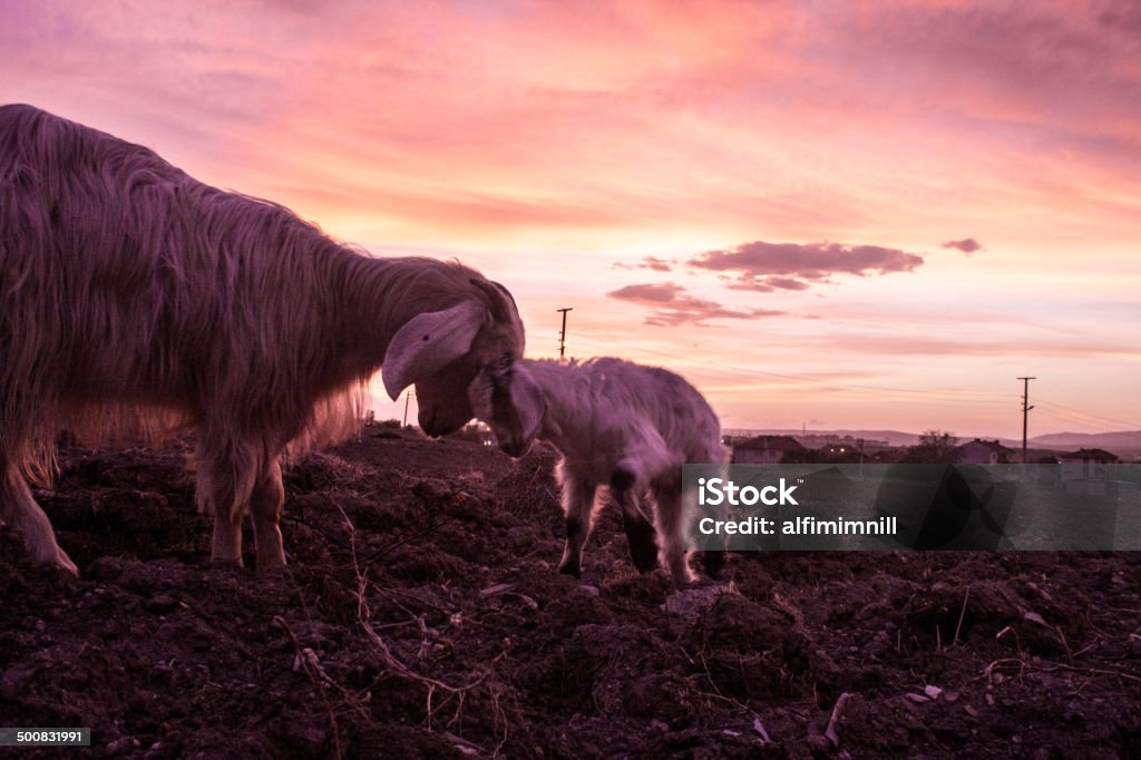 Ziege auf Sonnenuntergang - Lizenzfrei Agrarbetrieb Stock-Foto