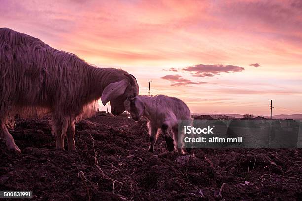 Ziege Auf Sonnenuntergang Stockfoto und mehr Bilder von Agrarbetrieb - Agrarbetrieb, Domestizierte Tiere, Essen - Mund benutzen
