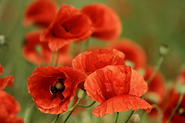istock close up of poppy 500832491