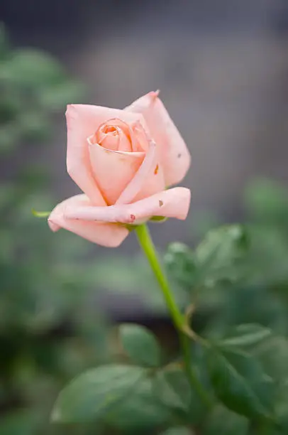 Close-up view of old-rose rose flower in northern part of Thailand